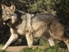 california-wolf-center