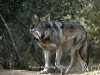 california-wolf-center