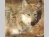 endangered-wolf-center