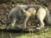 endangered-wolf-center